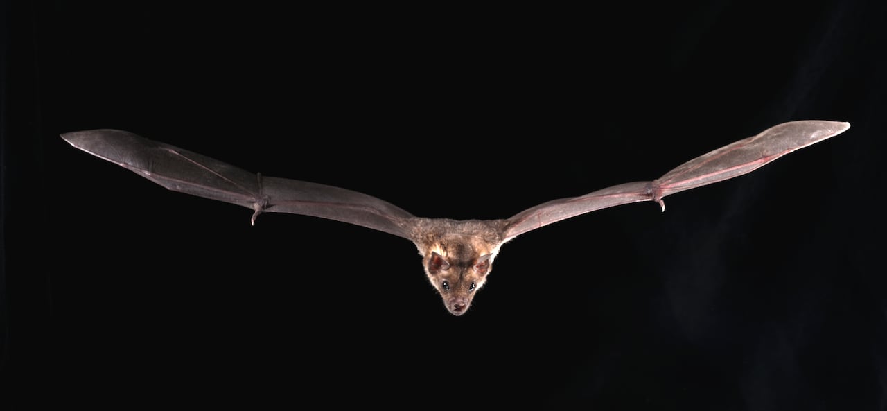 Bat in flight against a black background