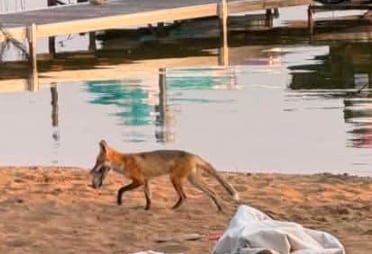 Fox on beach with a shoe in its mouth