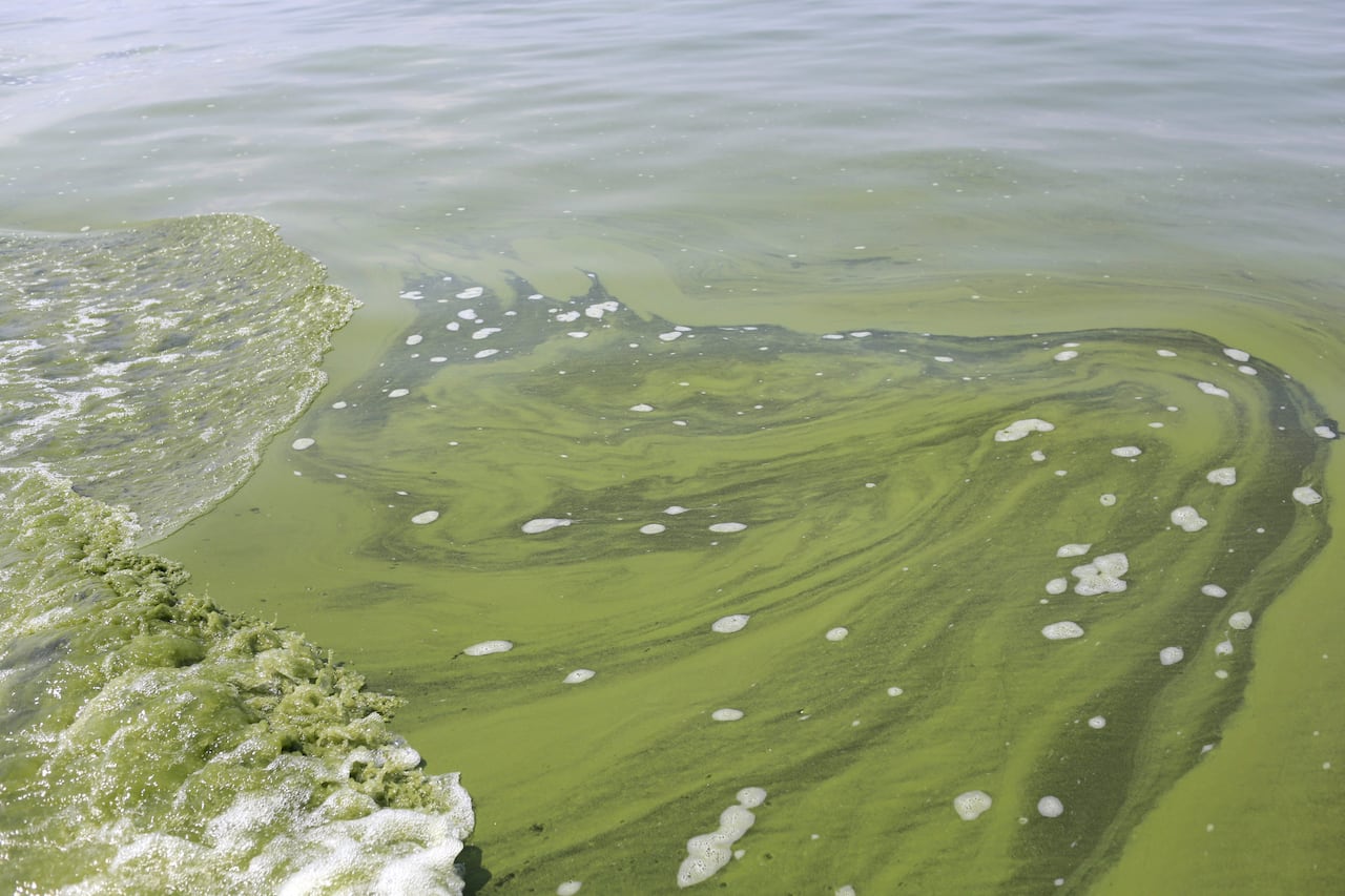 FILE- This Aug. 3, 2014 file photo shows Algae near the City of Toledo water intake crib, in Lake Erie, about 2.5 miles off the shore of Curtice, Ohio.  Thick mats of algae spreading across western Lake Erie in recent weeks appear to be pushing one o