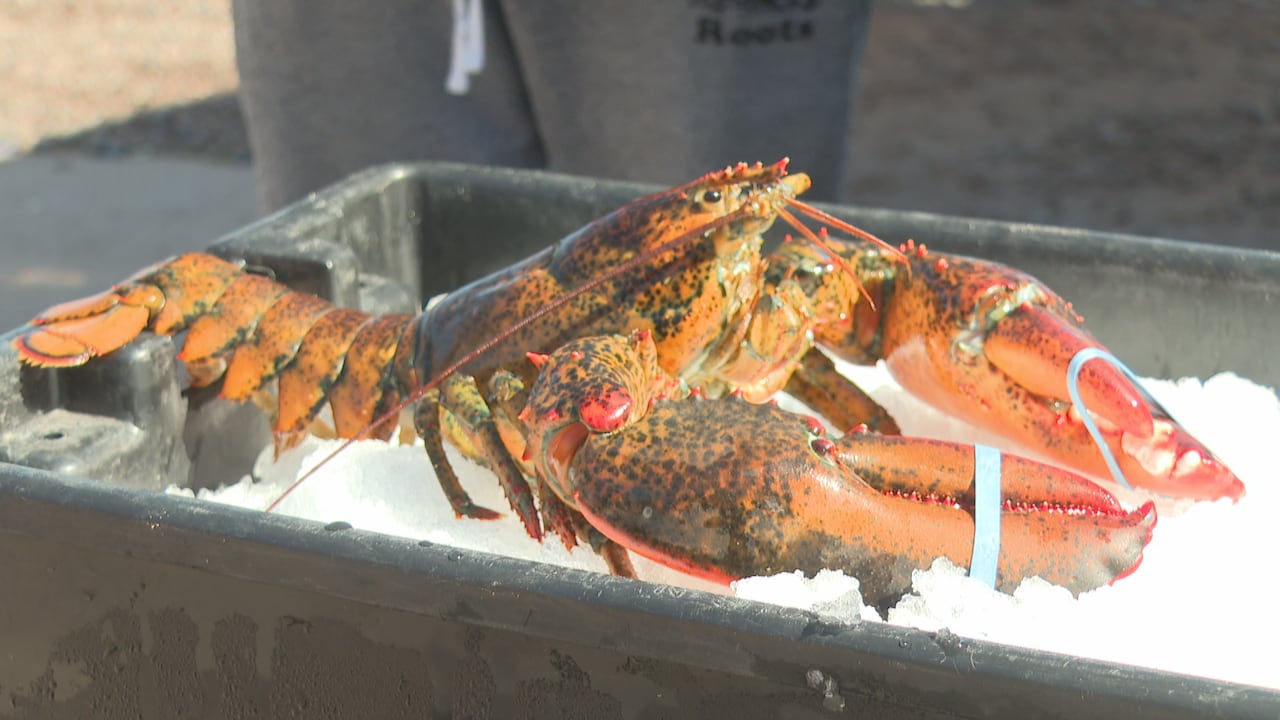 A live lobster on ice