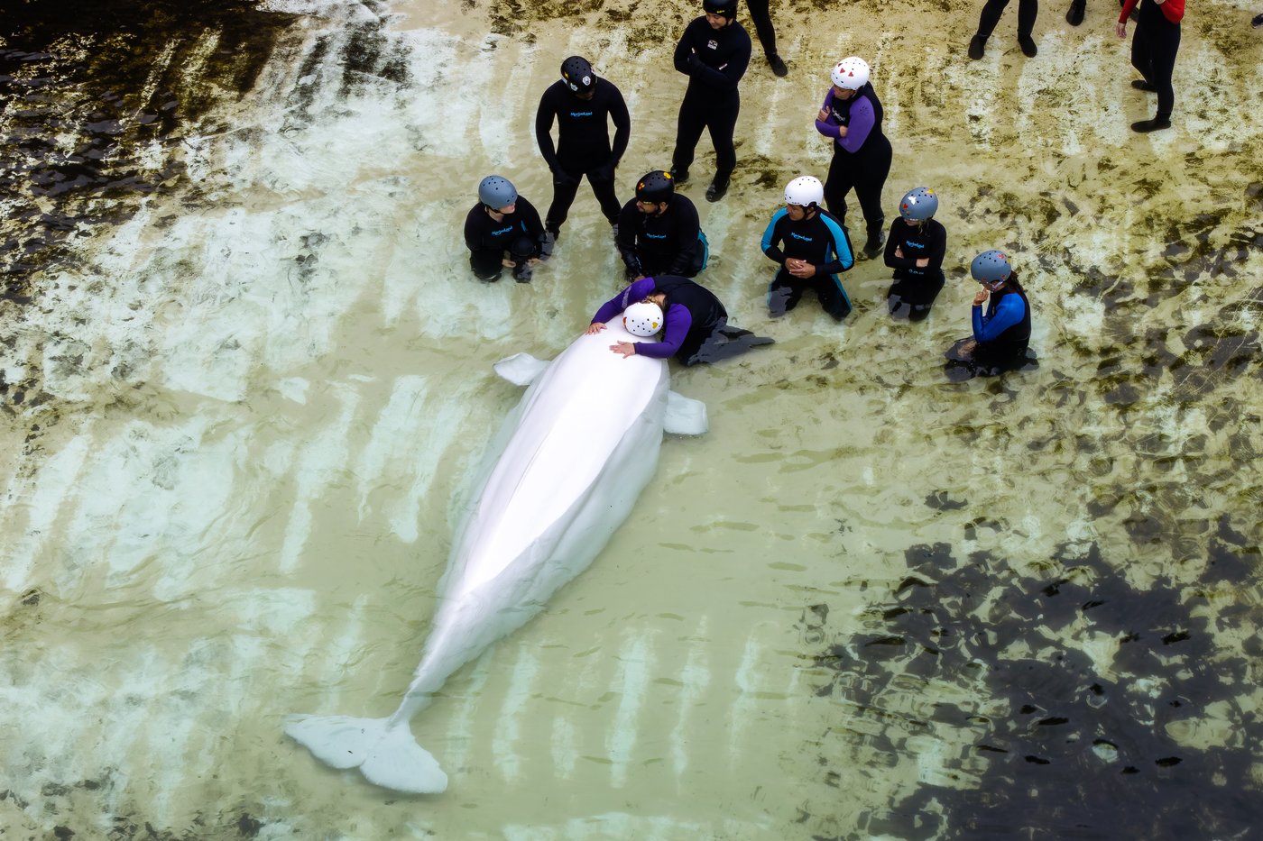 芝加哥水族馆透露从Marineland运来的白鲸健康状况堪忧