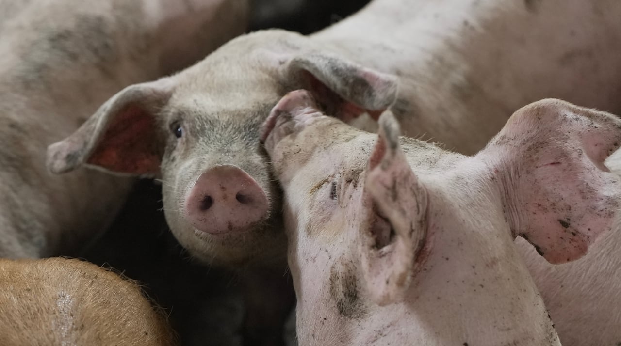 Two pigs in a hog barn are pictured with one putting its snout on the other’s face.