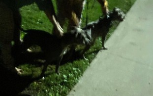 Summerhill区暴力犬只攻击事件：涉事犬只已被警方扣押
