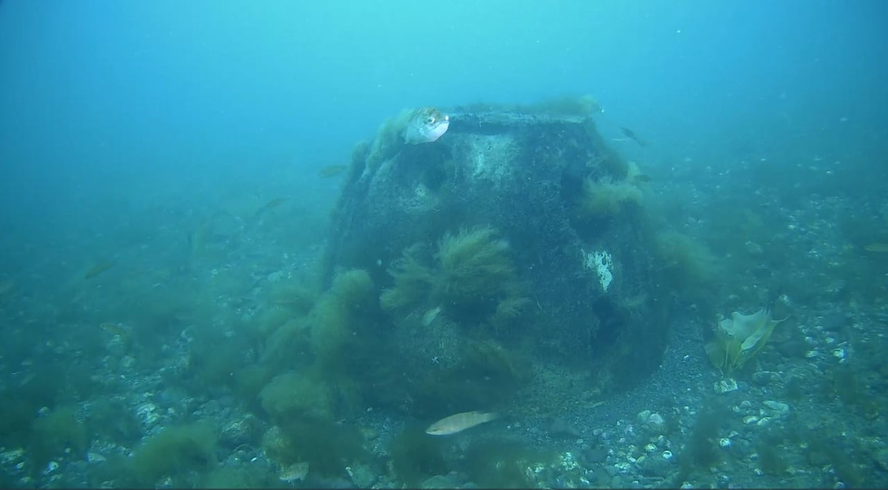 An underwater image of a structure on the sea floor covered in marine life, along with a fish.