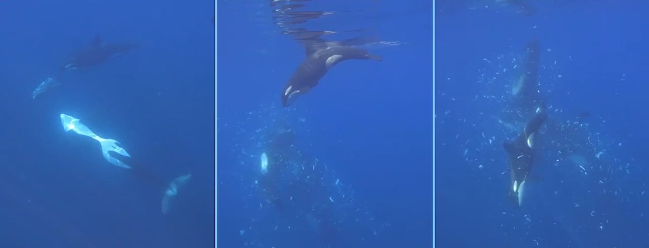Three stills of a video showing orcas ramming a sunfish to bits