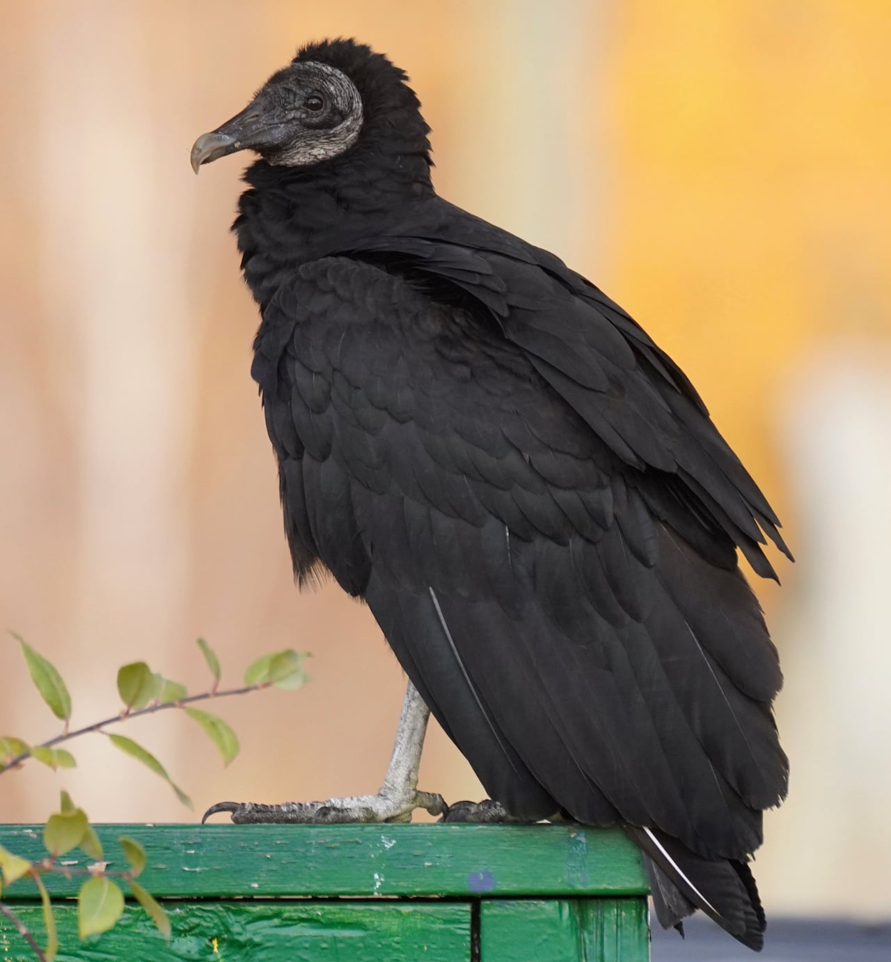 A black vulture.