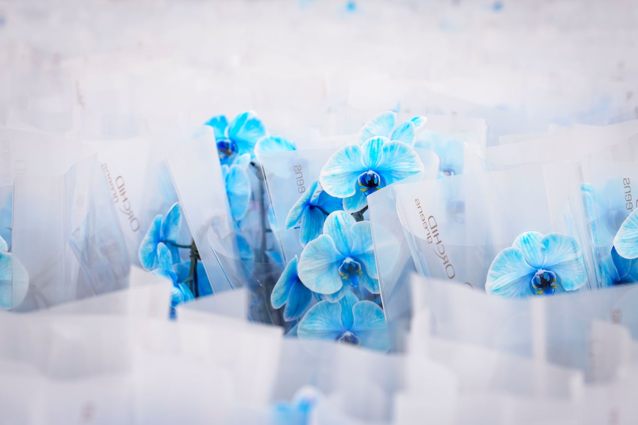 Blue flowering plants packaged for shipment.