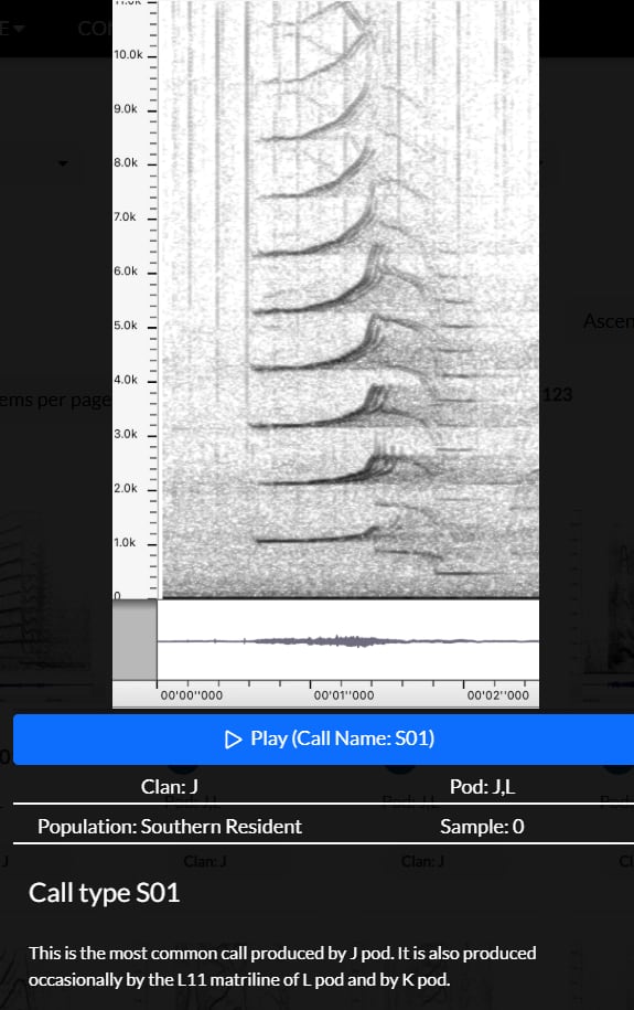 An audio player with a waveform on it. The text reads: Clan: J Pod: J,L Population: Southern Resident Sample: 0 Call type S01 This is the most common call produced by J pod. It is also produced occasionally by the L11 matriline of L pod and by K pod.