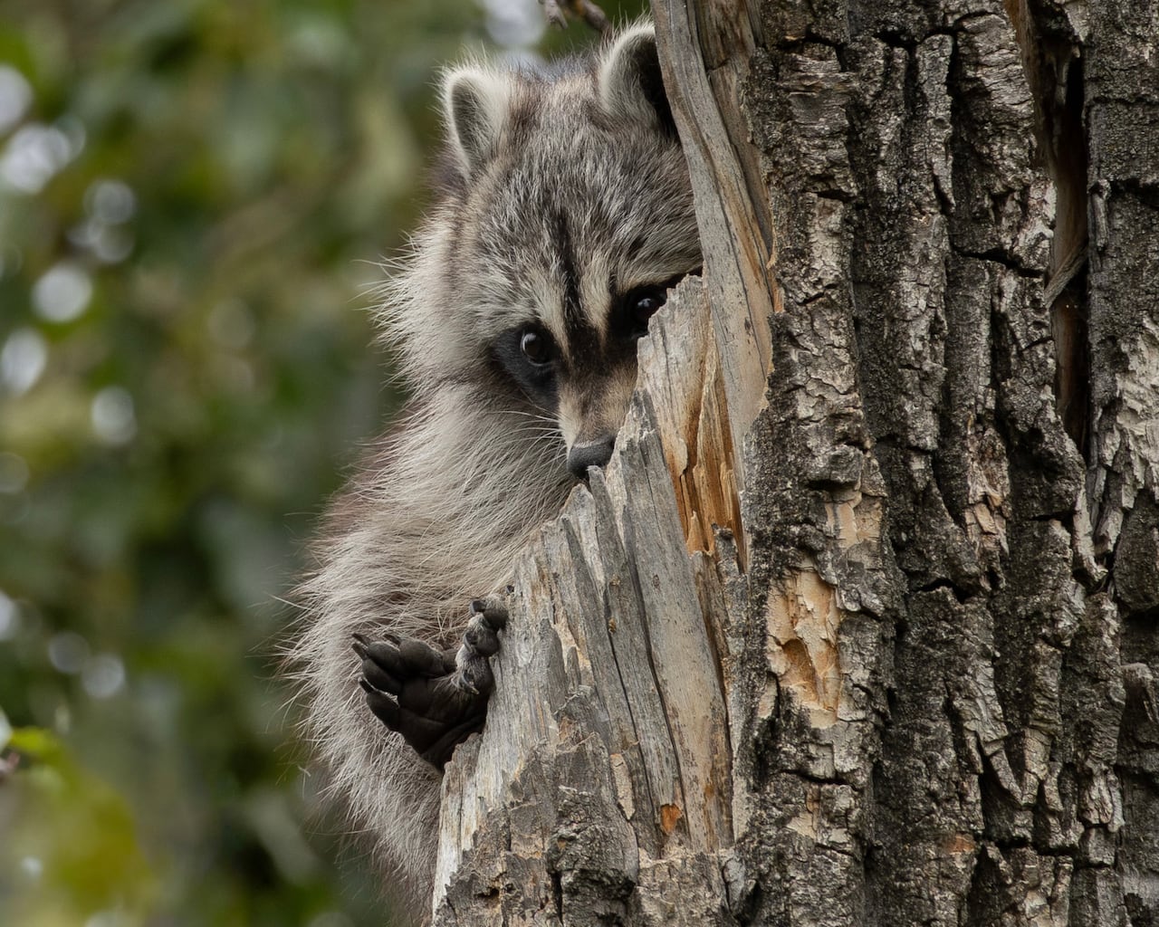 A raccoon in a tree.