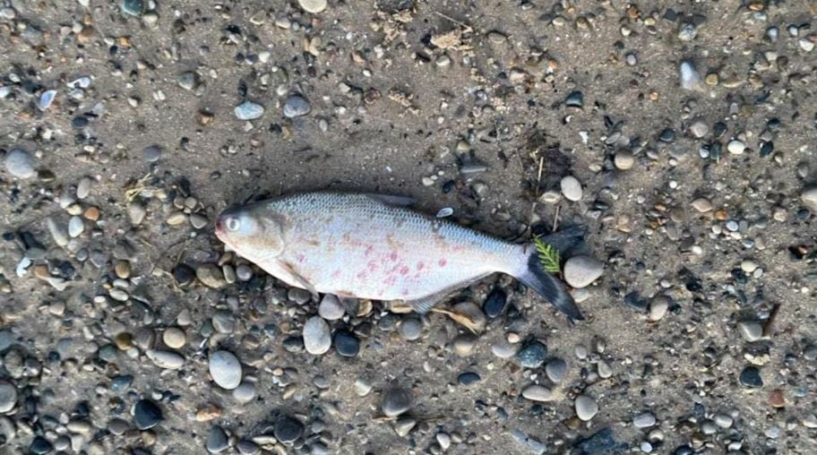 A single dead gizzard shad lying on a Lake Huron beach.
