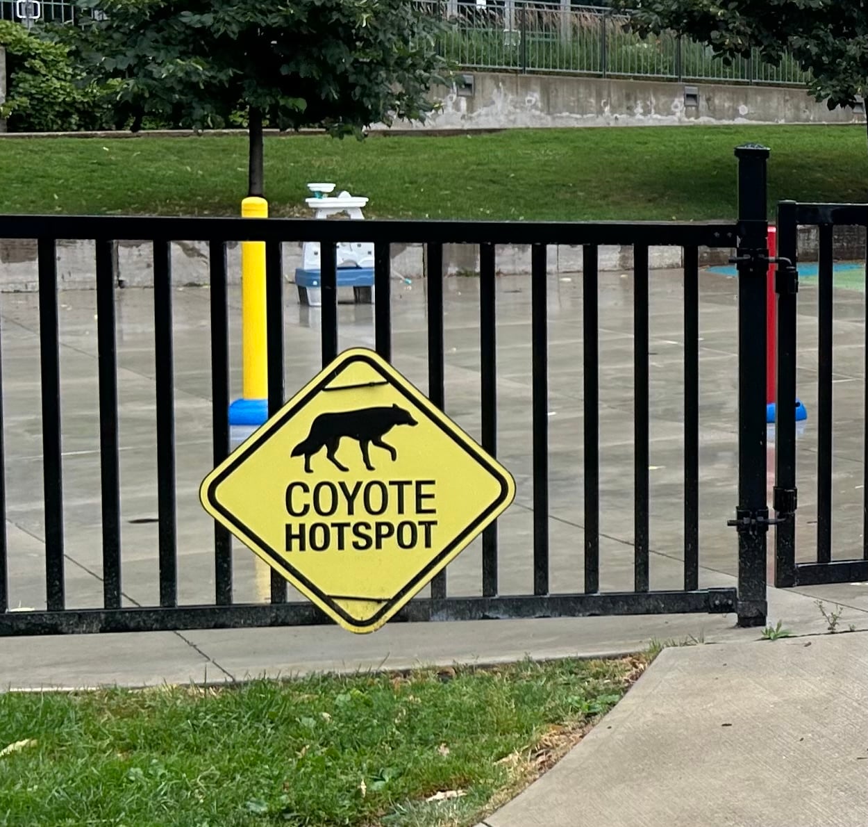 A sign warning that coyotes have been seen nearby hangs on the fence of a playground in a downtown Toronto park. Making the public aware of sightings is part of the city's coyote awareness strategy.