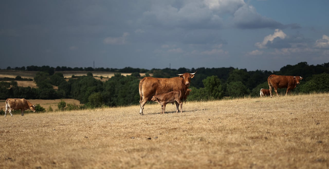 A cow stands in a field, looking towards the camera.