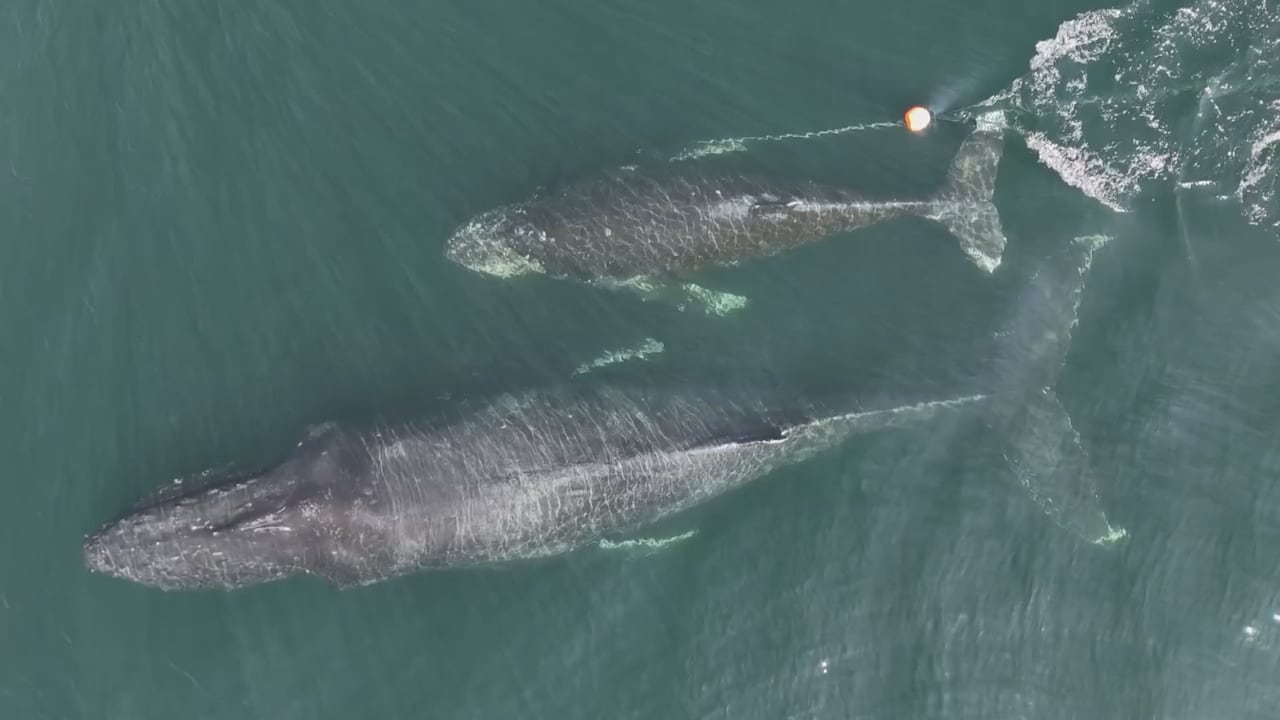 Tempest, the mother whale, with her calf, who was towing over 100 metres of rope for what is estimated to be approximately a month, as whale entanglements rise in BC. The calf was eventually freed.