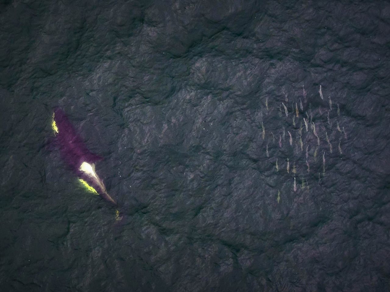 A black and white southern resident killer whale swims near a school of salmon.