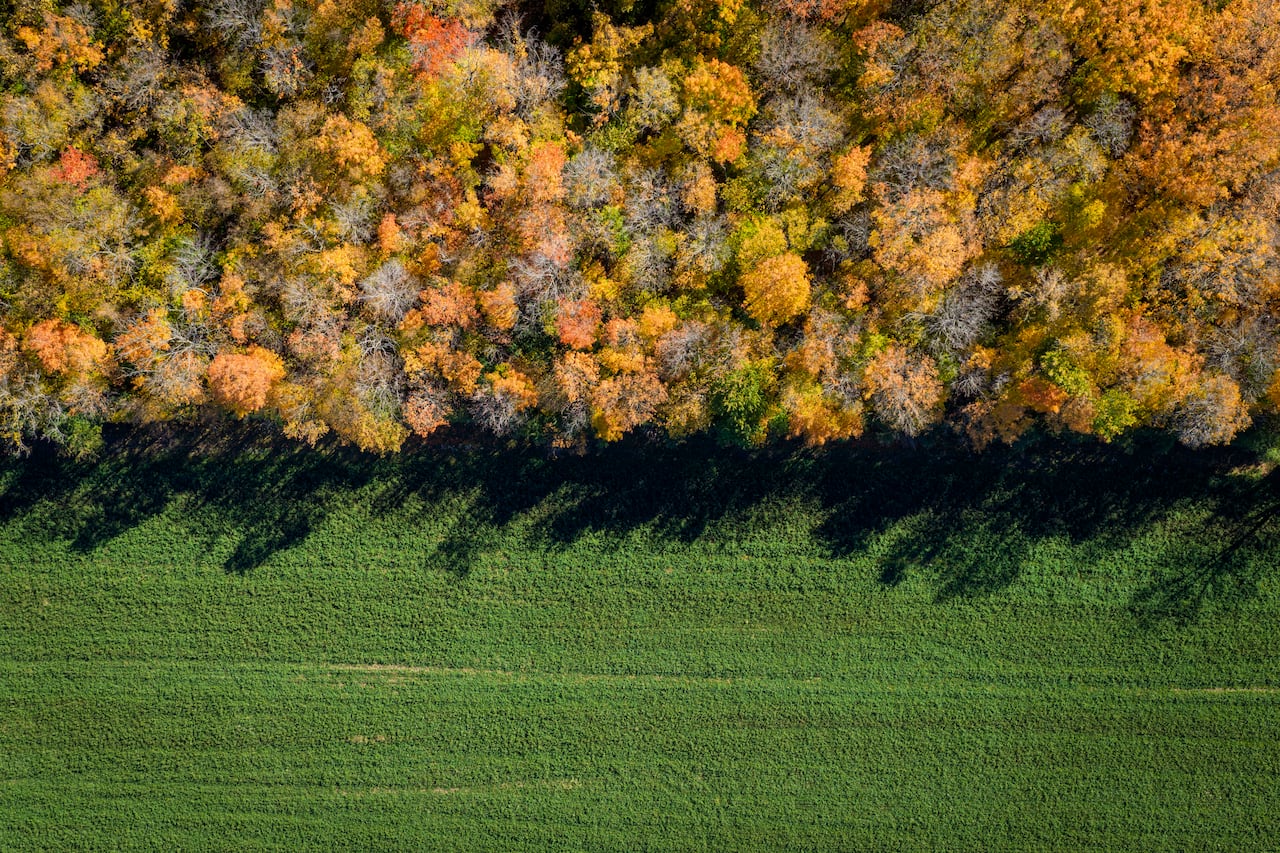A bird's-eye view of a forest with vibrant fall colours adjacent to a green field.