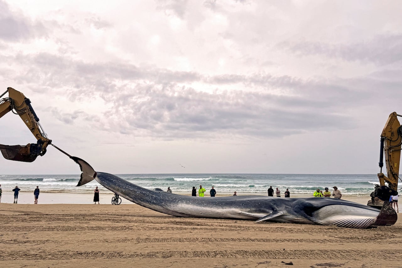 A yellow crane on the left is seen lifting the tail of a large whale on a beach.