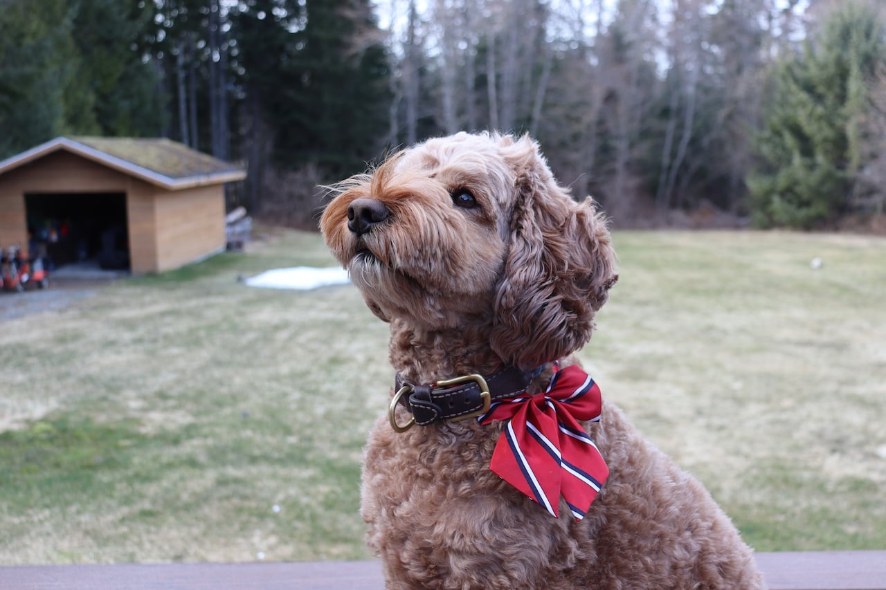A golden coloured dog with short, curly fur.