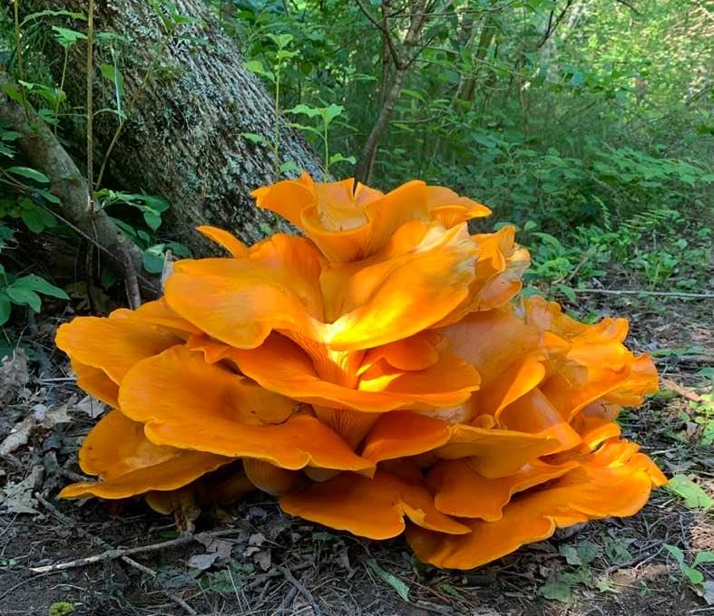 Orange flower-like structure that is actually mushrooms