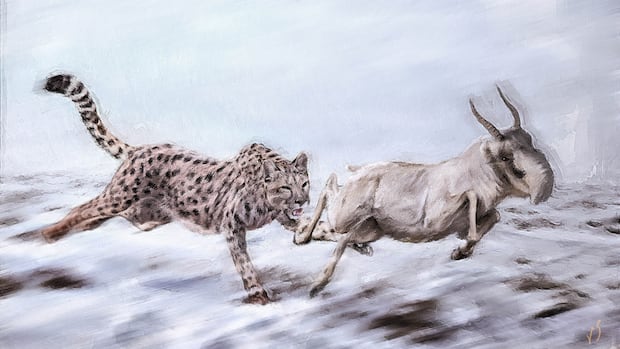 育空地区发现冰河世纪“猎豹”骨骼，重新定义北美古生物生态 ...