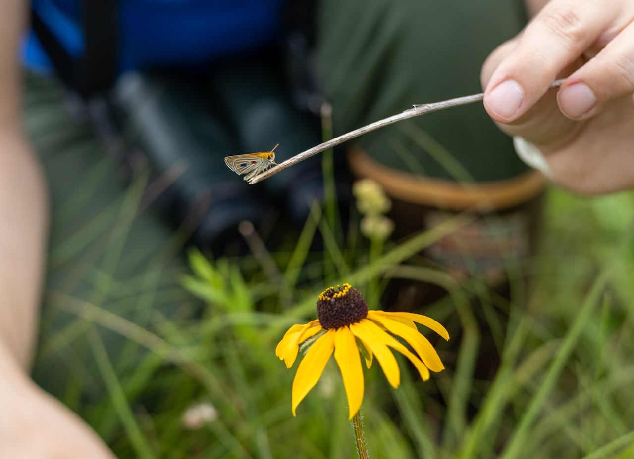 Poweshiek Skipperling Release Pictured: Laura Burns, Conservation Programs Manager, Assiniboine Park Conservancy