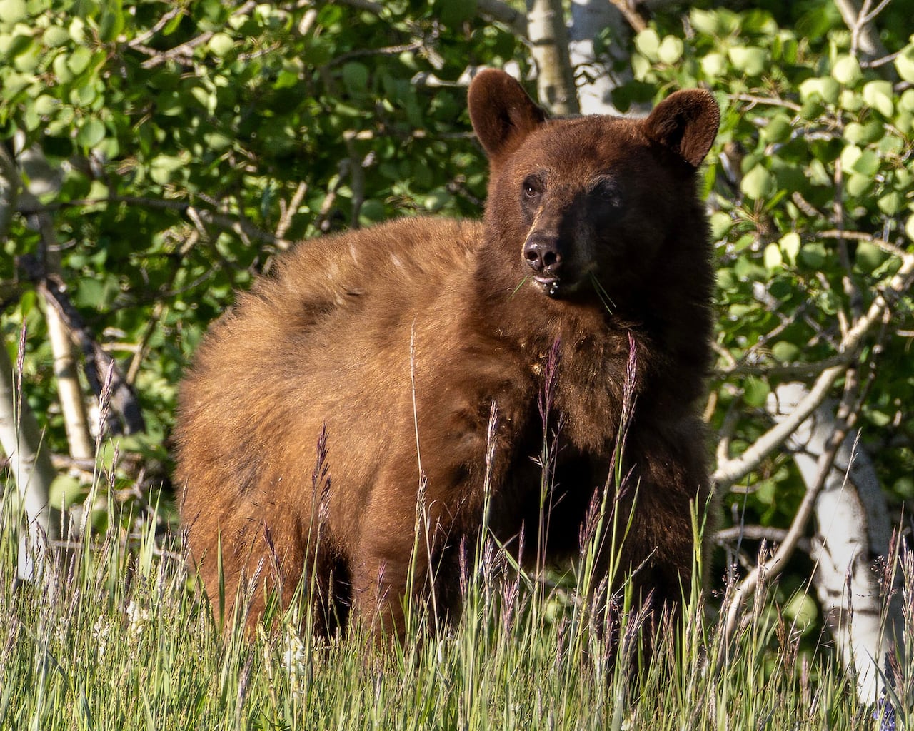 A brown black bear.