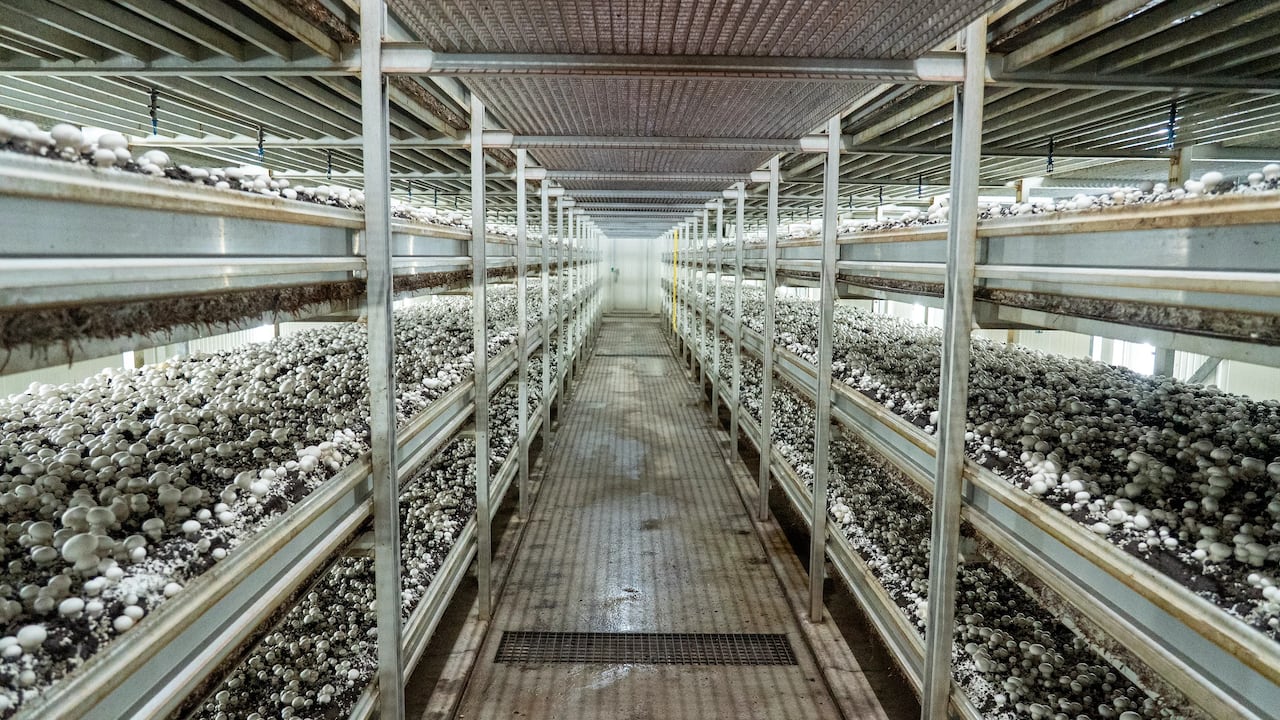 mushrooms on aluminum shelving