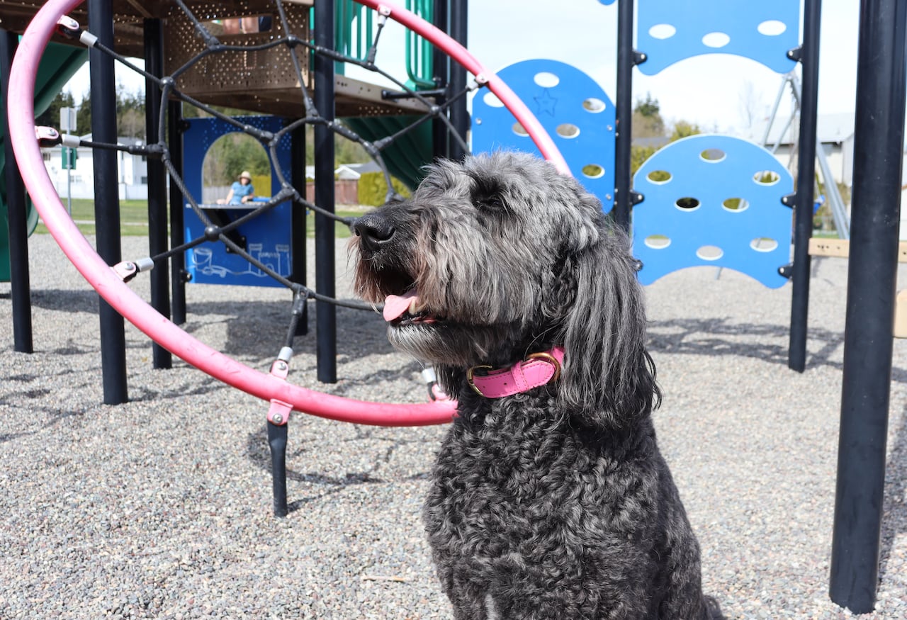 Koko a black goldendoodle posing for the camera.