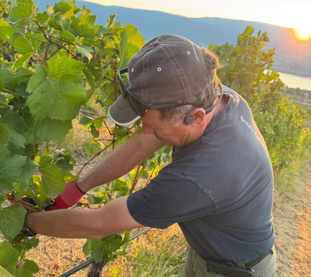 a man in a baseball cap picks grapes from a vine. the sun sets over a mounain in the distance