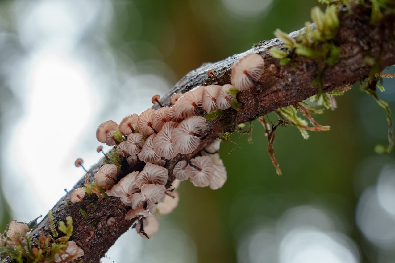 Fungi on a branch