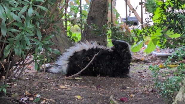 温哥华市中心发现携带狂犬病臭鼬，多人被咬需治疗