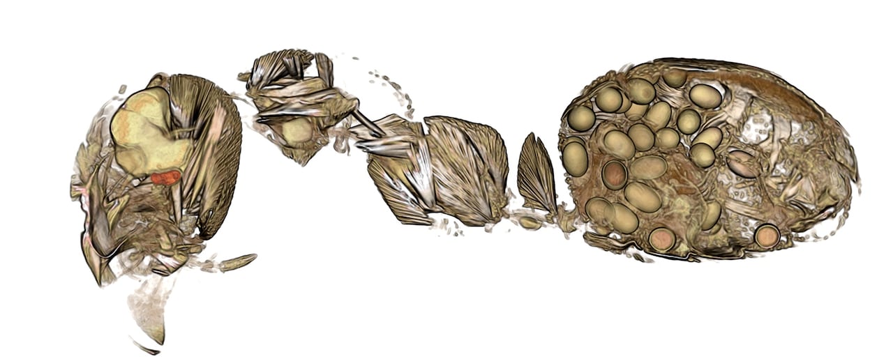 A cross section of the inside of an ant showing multiple parasites inside.