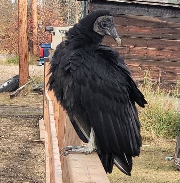 A black vulture stands on a fence.