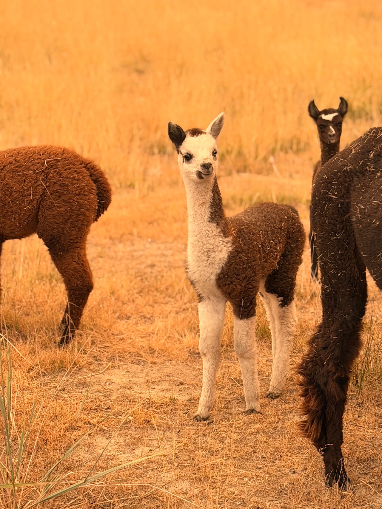 A brown and white juvenile alpaca stands in a brown field.