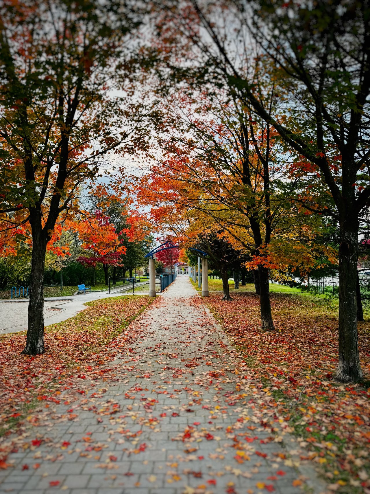 A view of a park lined with trees displaying fall colours with some leaves on a path.