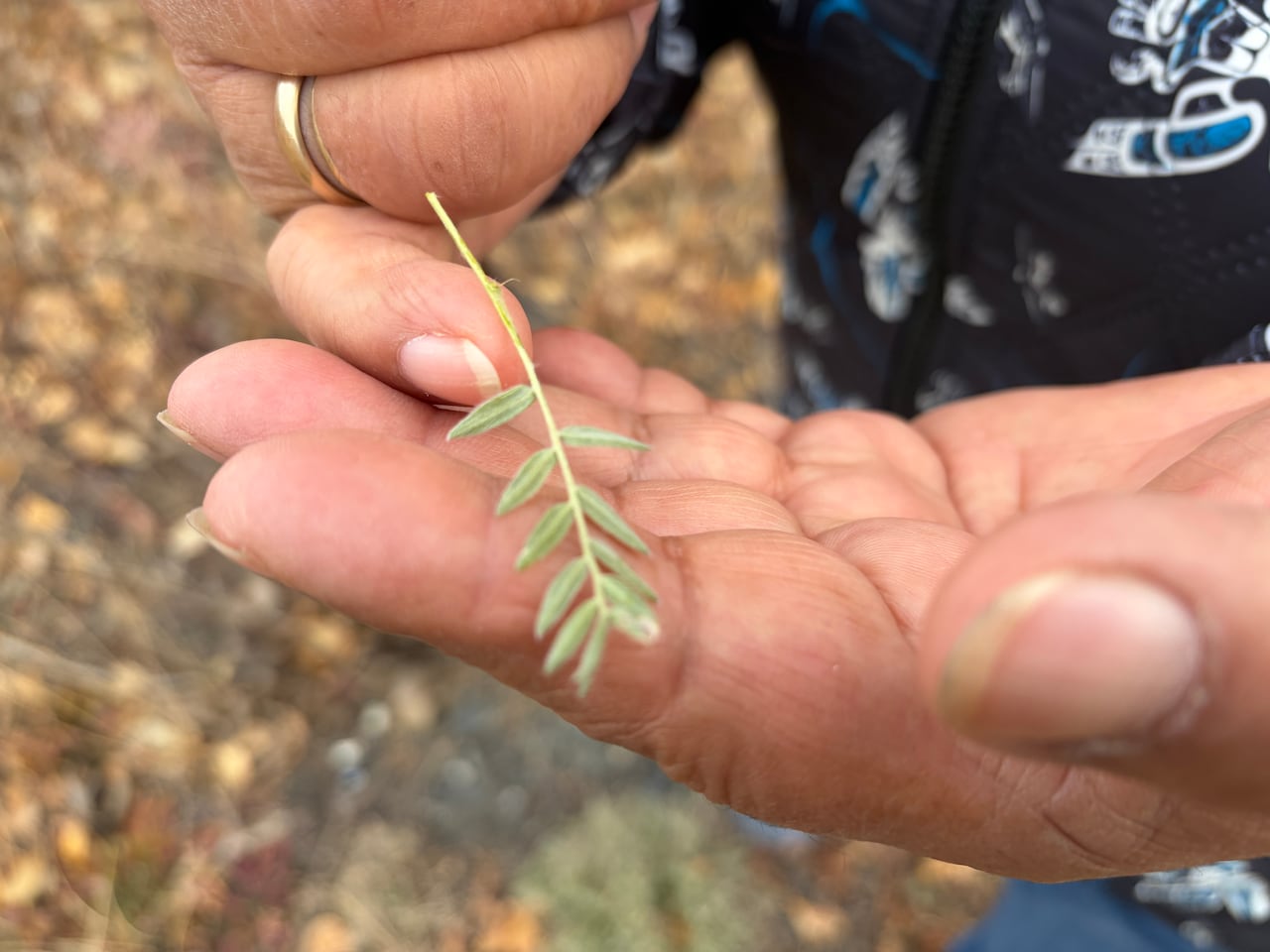 Gùdia-Mary Jane Johnson holds a low-growing plant near Burwash Landing. She says fine hairs on plants can collect glacial dust and wonders what repeated exposure could mean for animals, such as the Dall sheep, that feed on them. (Viktor Elias/CBC)