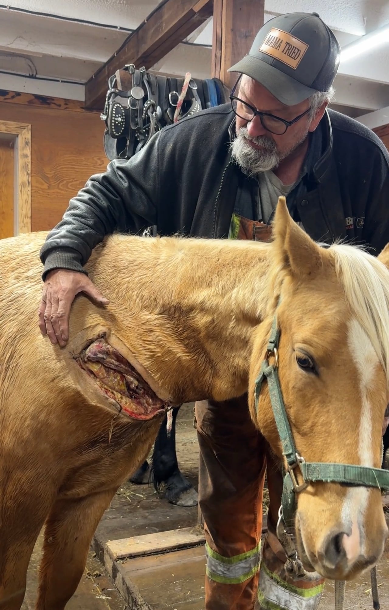 A man leans over the neck of a small, fawn-coloured horse with a large neck wound.