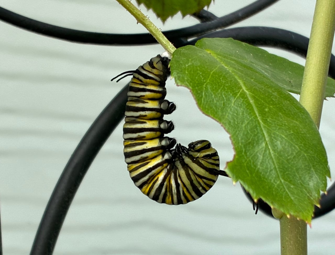 A yellow and black striped caterpillar hanging off of a leaf