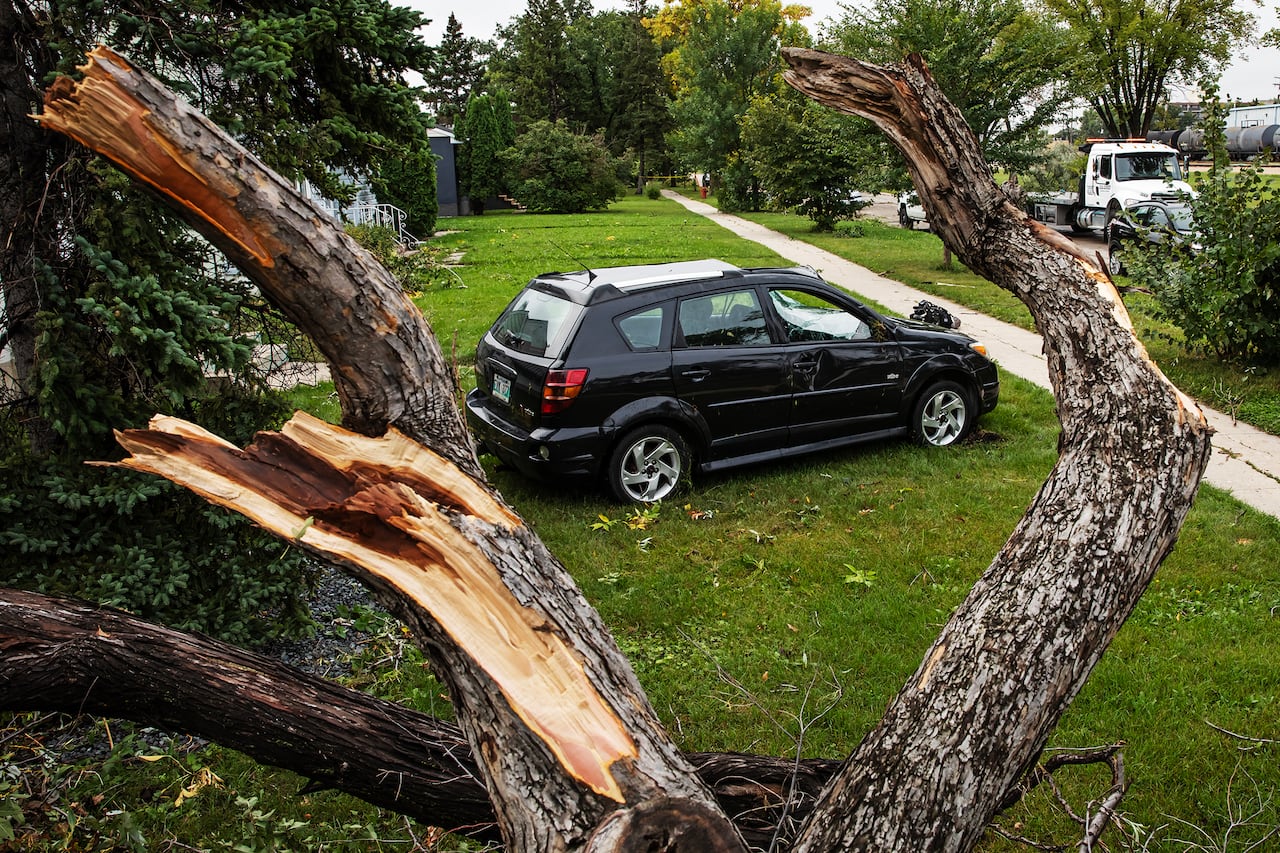 A damaged vehicle is seen near a broken tree.
