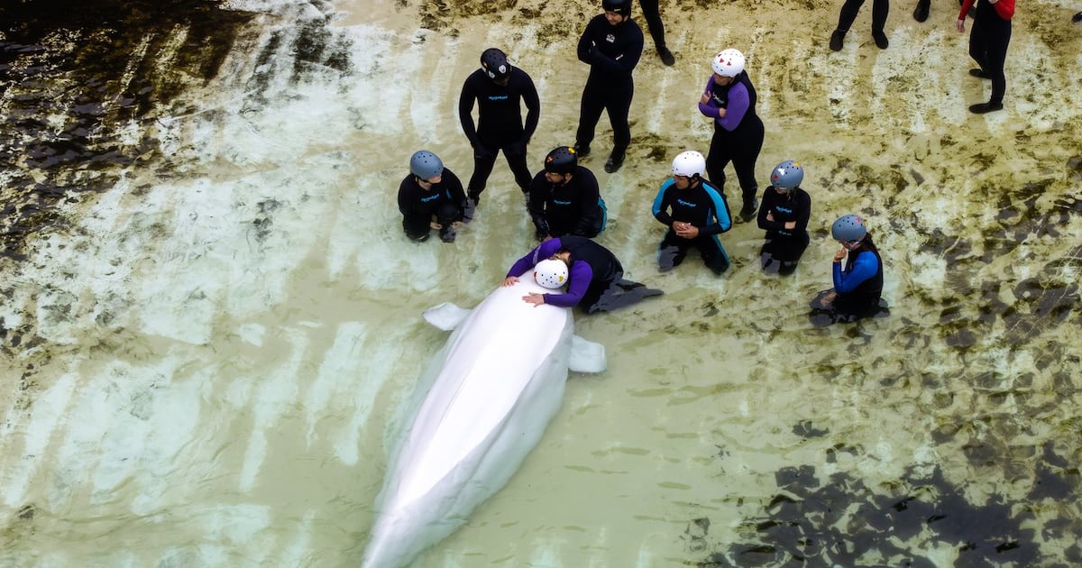 尼亚加拉马里兰水族馆白鲸转移芝加哥后健康状况堪忧 多头鲸鱼接连死亡