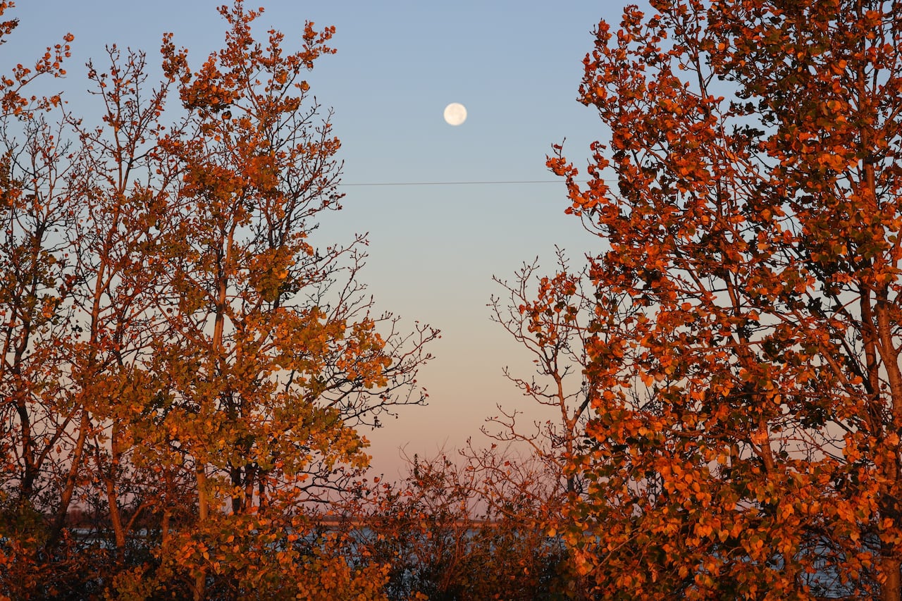 Reddish leaves on trees frame a view of a lake in the foreground with moon above it.