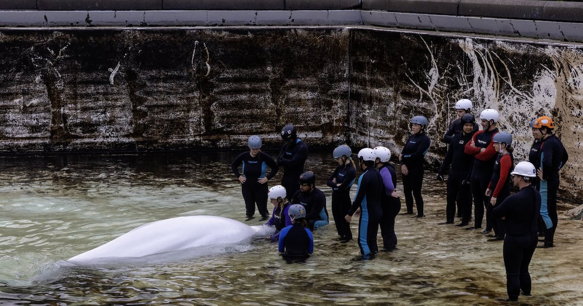 尼亚加拉马里兰乐园鲸鱼迁移后再遭遇死亡，芝加哥水族馆一只白鲸溘然长逝