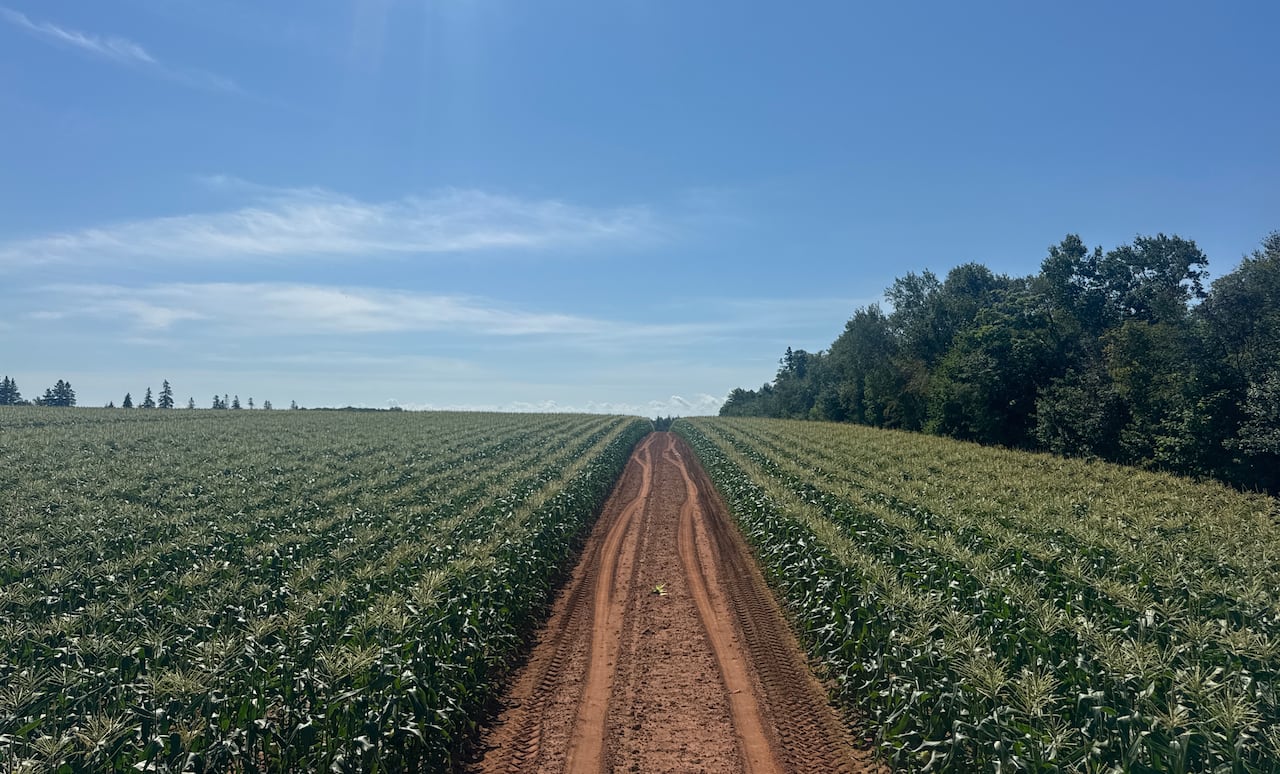 A red dirt farm road stretches through a vast green cornfield under a bright, sunny blue sky.