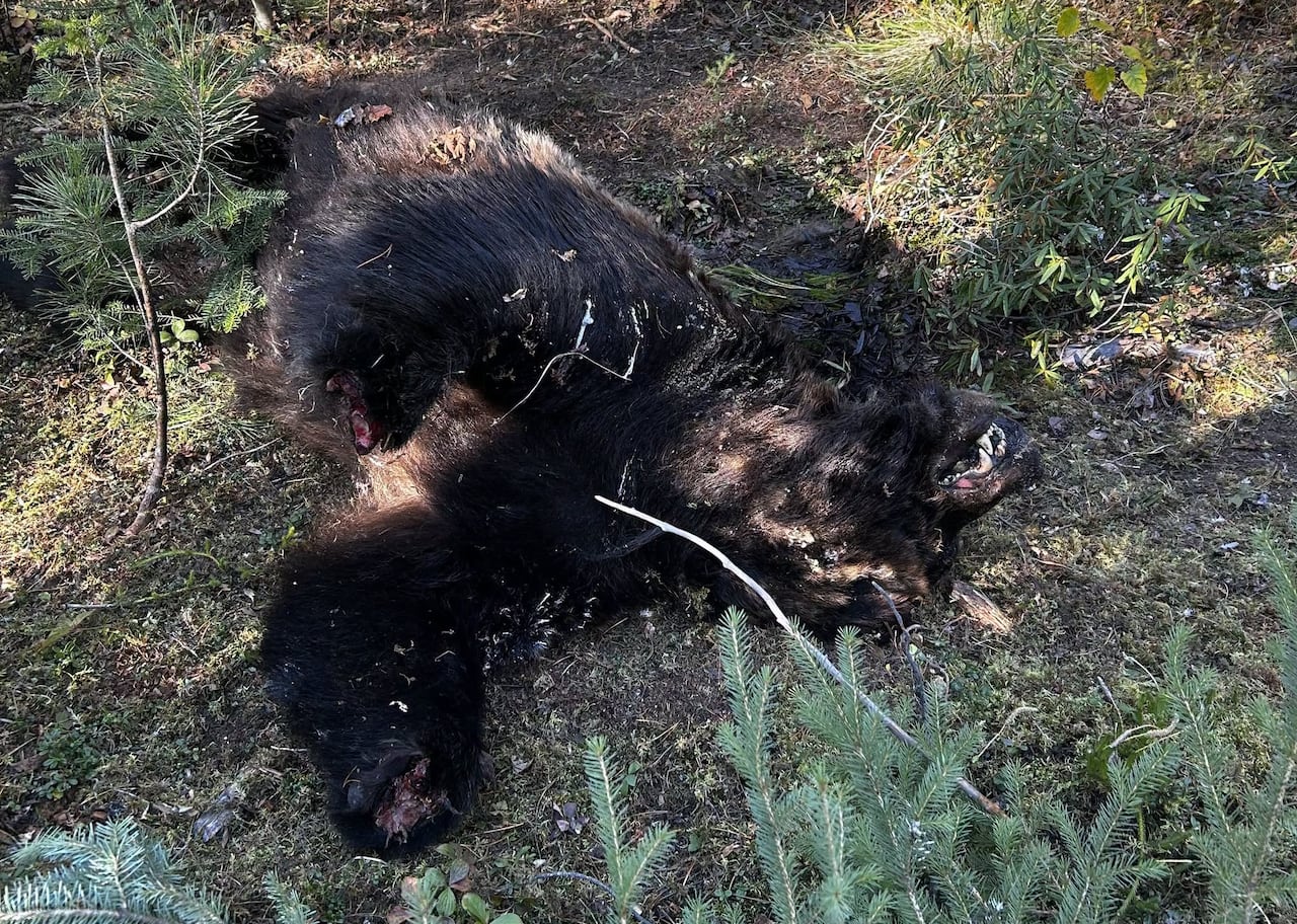 一只死去的棕熊