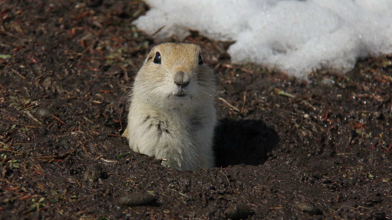 A ground squirrel.