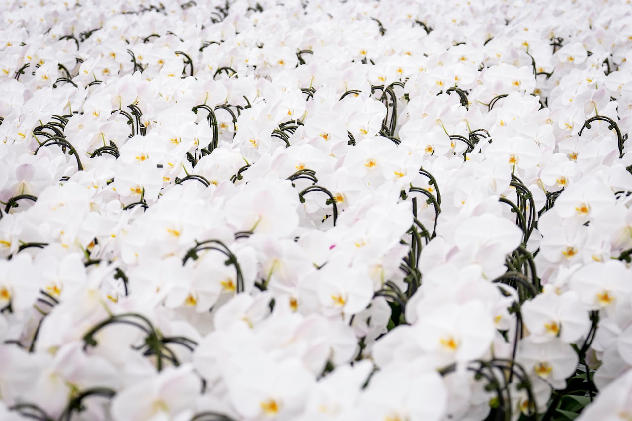 White flowering orchids.