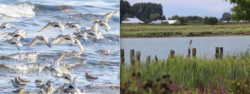 The Roberts Bank Wildlife Management Area is right by Canada's largest container terminal and potentially Alberta's new oil marine pipeline terminal.