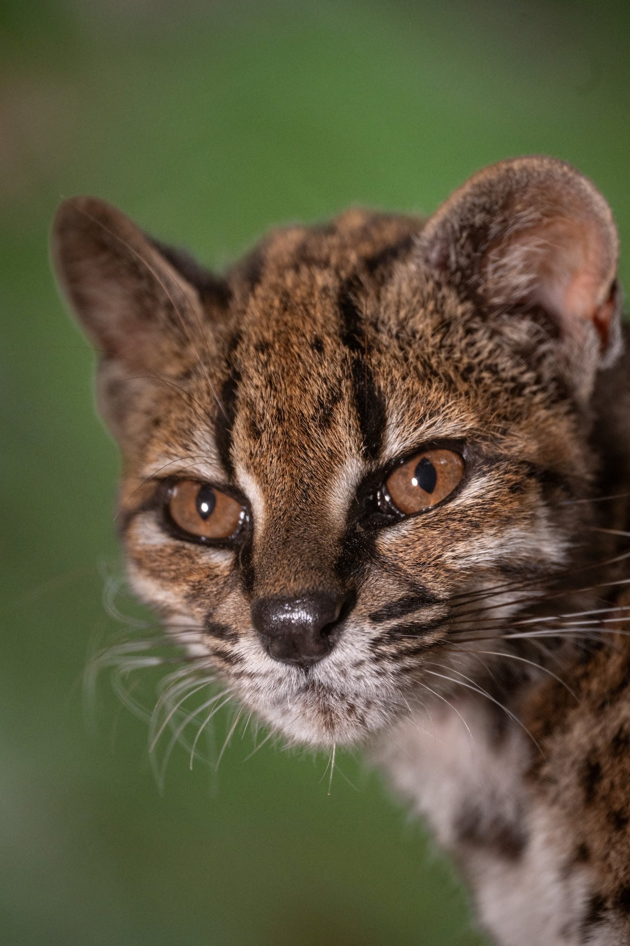 Face of a new wild cat species