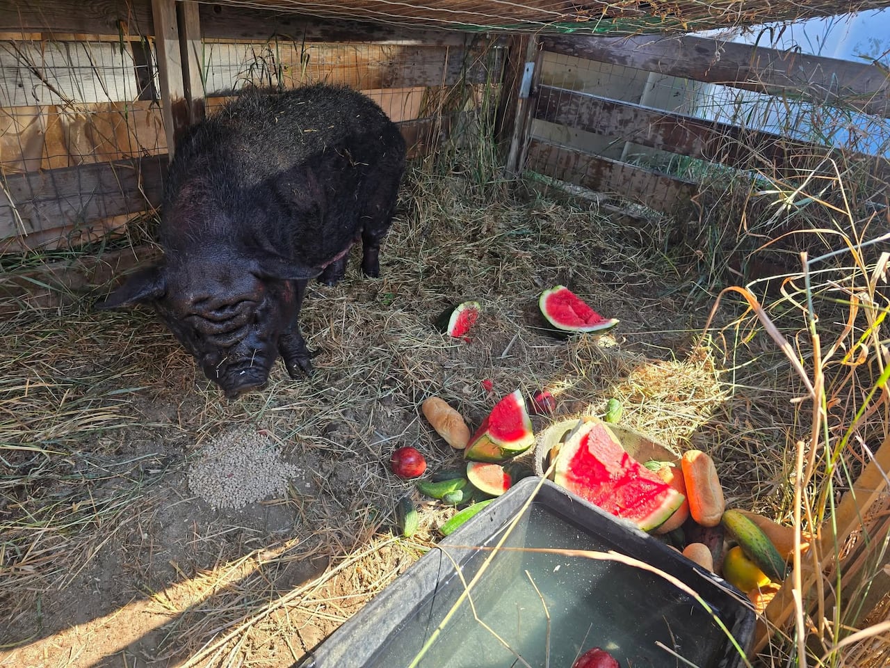A photo of a black pig eating watermelon .