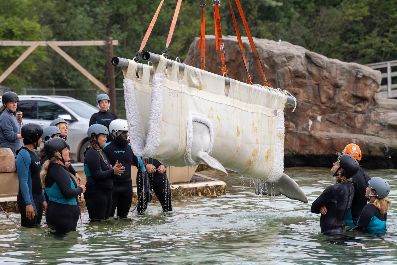 A whale is hoisted out of water in a sling.