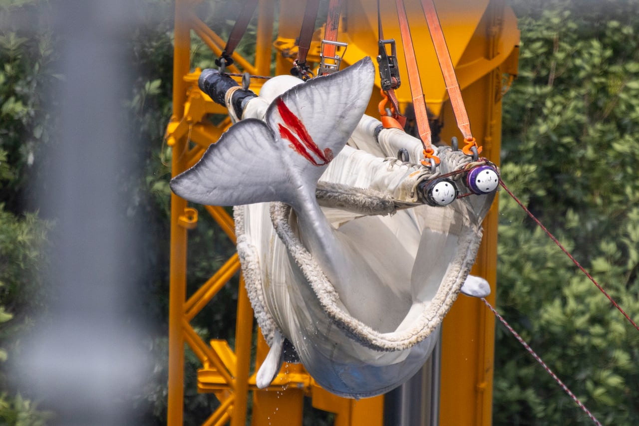 A beluga whale's tail is seen poking out of a large sling.
